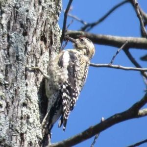 Meet your Posher, Peggy